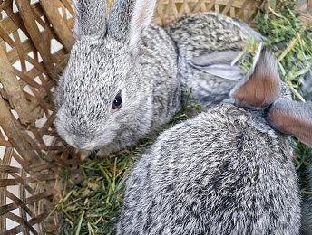 类塞尔达游戏《凯娜：精神之桥》延期至9月21日